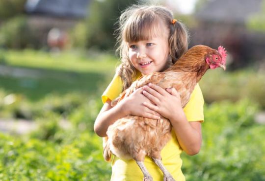 5 Tiere um in das Hobby-Bauernhofleben einzusteigen