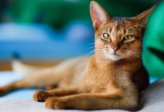 Abessinierkatze