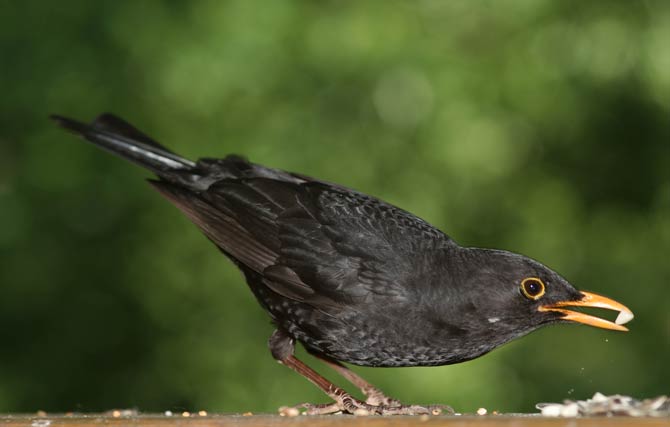 Amsel an Futterstelle