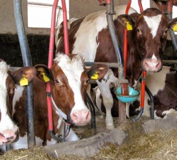 Anbindehaltung von Rindern soll in Niedersachsen verboten werden