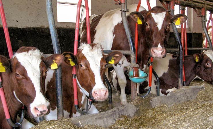 Anbindehaltung von Rindern soll in Niedersachsen verboten werden