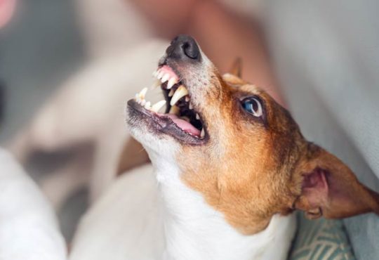 Angst vor Hunden