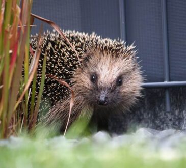 Artgerechte Fütterung von Igeln