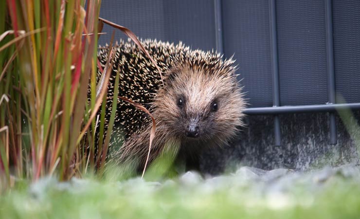 Artgerechte Fütterung von Igeln