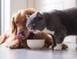 Artgerechte Ernährung für Hunde und Katzen