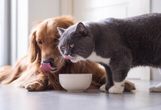 Artgerechte Ernährung für Hunde und Katzen