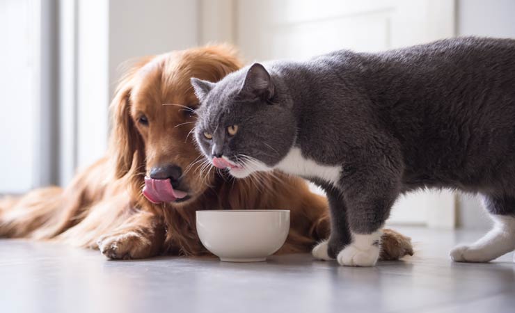 Artgerechte Ernährung für Hunde und Katzen