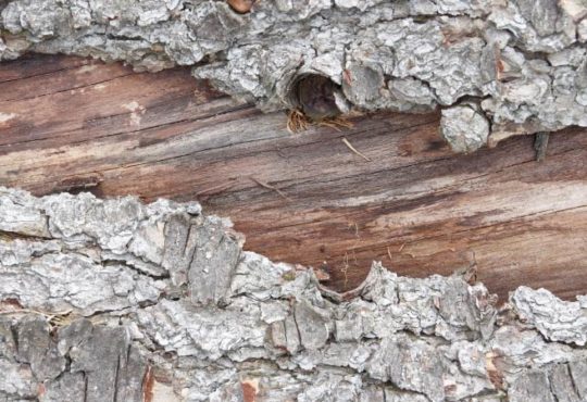 Aufgeplatzte Baumrinde