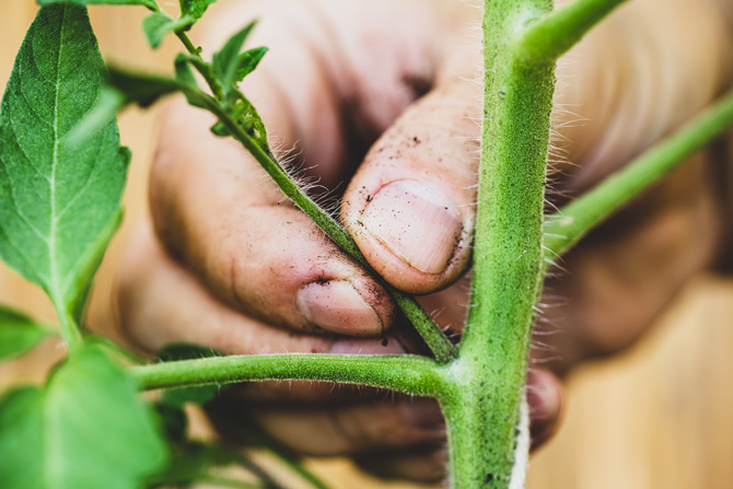 Ausgeizen der Tomatenpflanze zur Unterstützung der Fruchtbildung