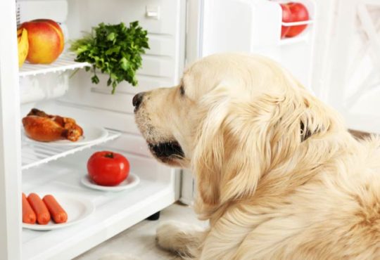 Ausgewogene Ernährung für Hunde durch Obst und Gemüse?