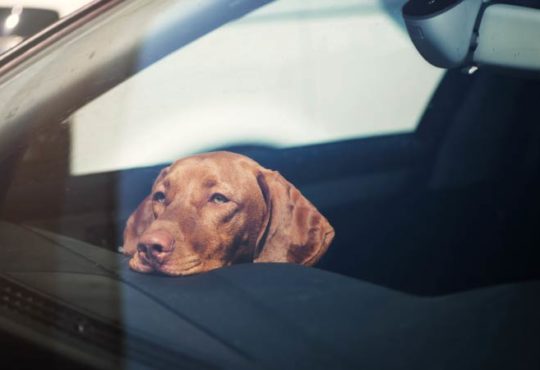 Ist es erlaubt, eine Autoscheibe einzuschlagen, um einen Hund zu retten?