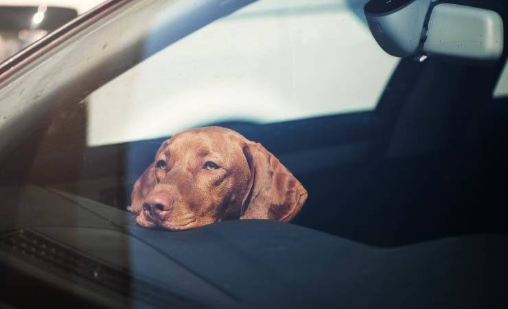 Ist es erlaubt, eine Autoscheibe einzuschlagen, um einen Hund zu retten?