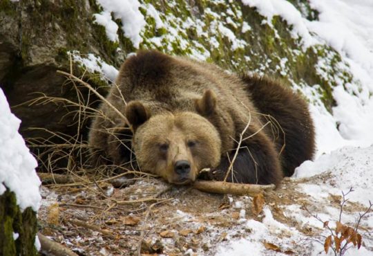 Bär beim Winterschlaf