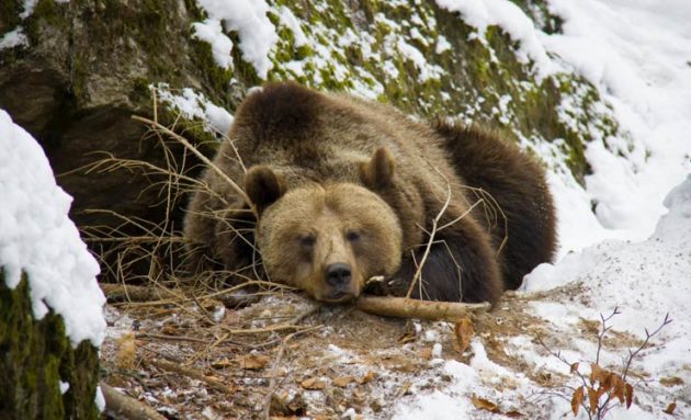 Wie Lange Dauert Der Winterschlaf Von Bären blogg.de