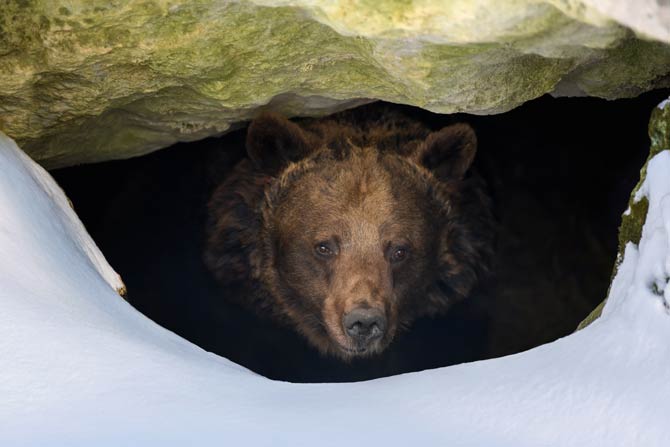 Bär in Höhle