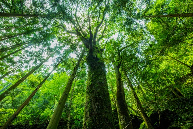 Bäume gut für den Klimaschutz