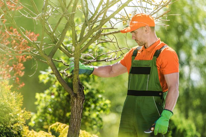 Ein Baum sollte gut ausgesucht sein