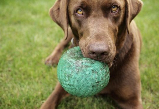 Beschäftigungstipps für Hunde