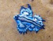 Blauer Drache Glaucus atlanticus