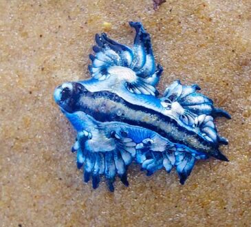 Blauer Drache Glaucus atlanticus