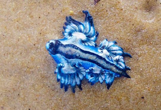 Blauer Drache Glaucus atlanticus