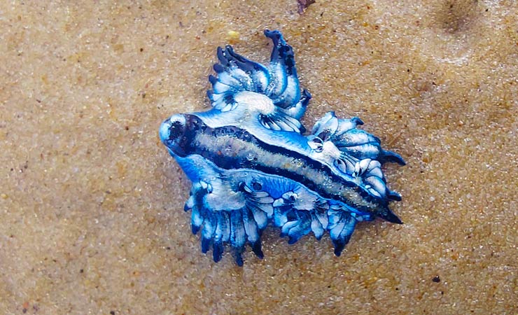Blauer Drache Glaucus atlanticus