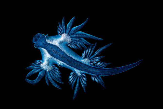 Blauer Drache vor Mallorca vor mehr als 300 Jahren gesichtet