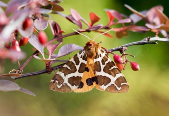 Braune Bär - Schmetterling