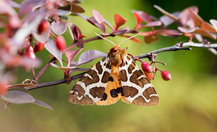 Braune Bär - Schmetterling