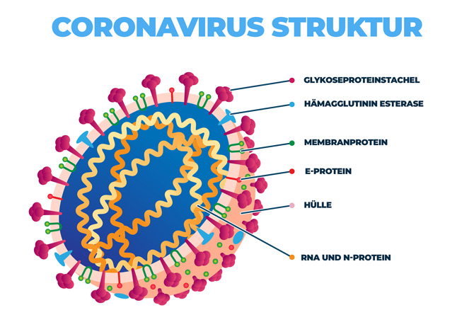 Coronavirus Struktur Schaubild