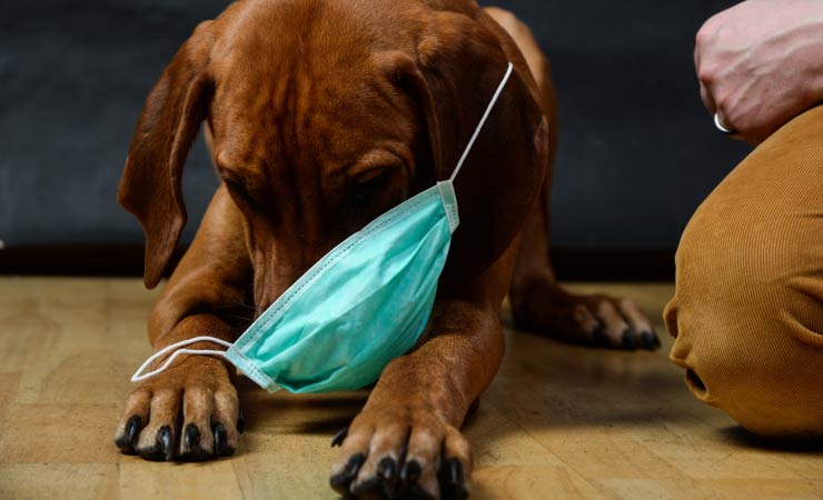 Covid-19: Welche Tiere können sich mit dem Virus infizieren?