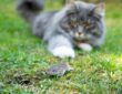 Das Bornavirus – was Katzenbesitzer wissen sollten