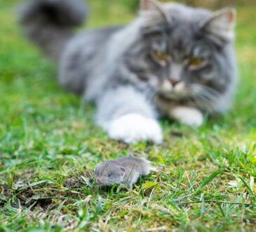 Das Bornavirus – was Katzenbesitzer wissen sollten