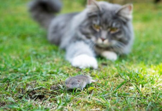 Das Bornavirus – was Katzenbesitzer wissen sollten