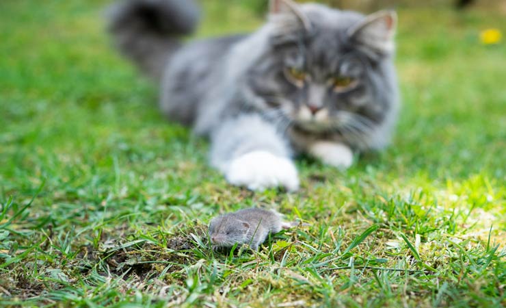 Das Bornavirus – was Katzenbesitzer wissen sollten