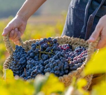 Die besten Weinanbaugebiete in Spanien