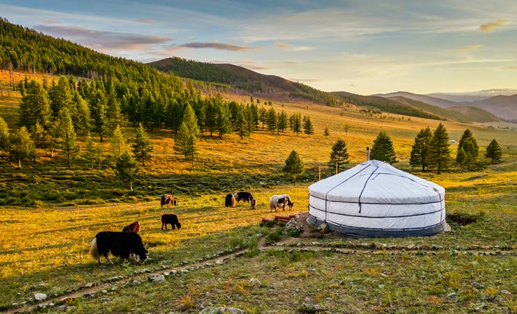 Die wilde Mongolei