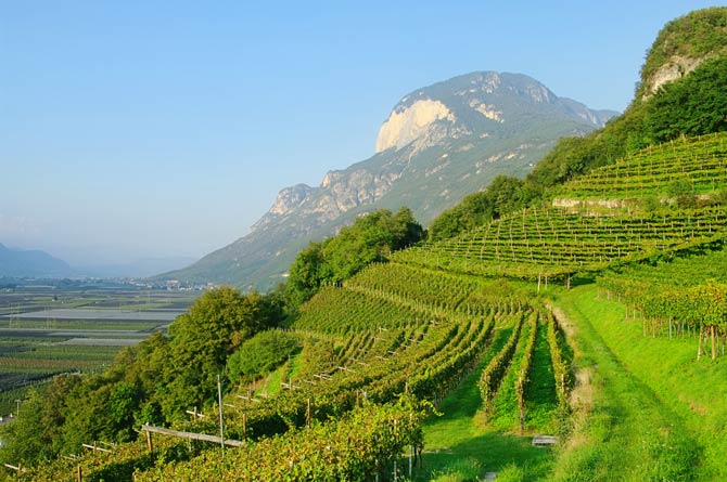 Edle Tropfen aus den Südtiroler Weinbergen