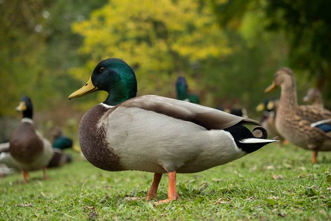 Enten sollten generell nicht gefüttert werden