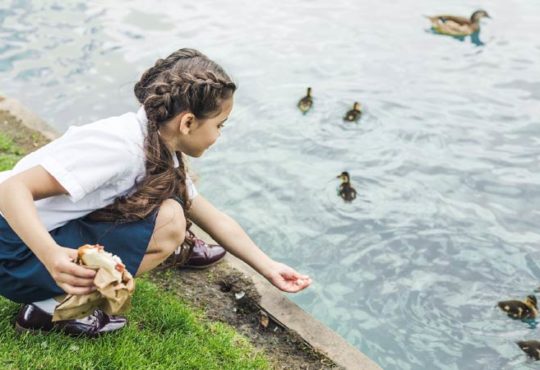Enten kein Brot füttern