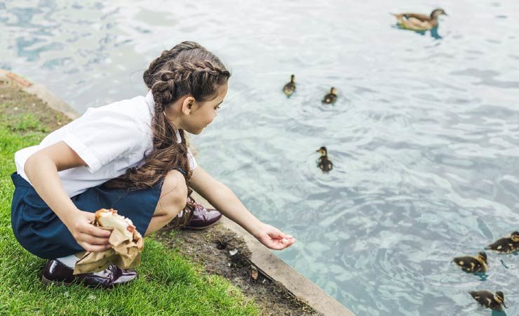 Enten kein Brot füttern