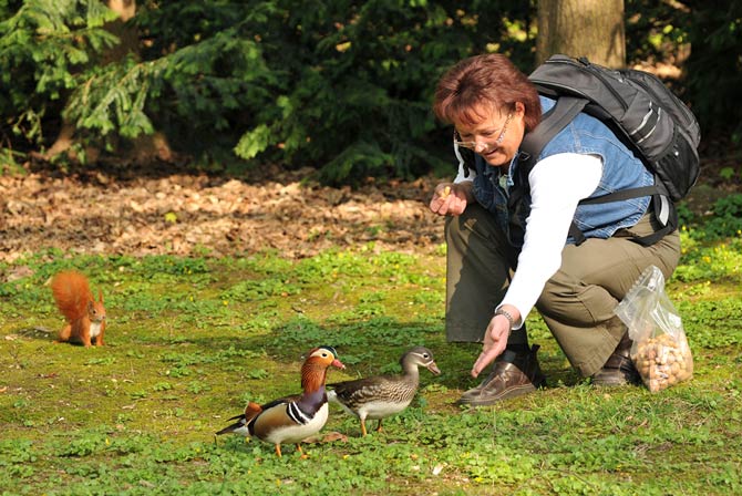 In der Regel sind Enten nicht auf uns Menschen als Nahrungsquelle angewiesen