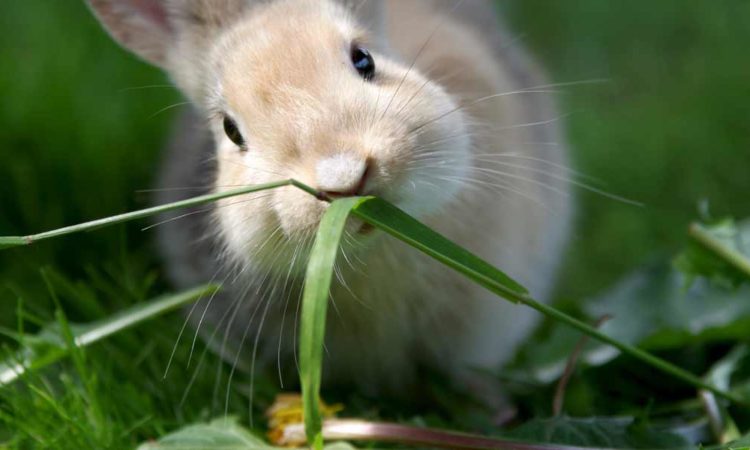 Ernährung von Kaninchen Tipps