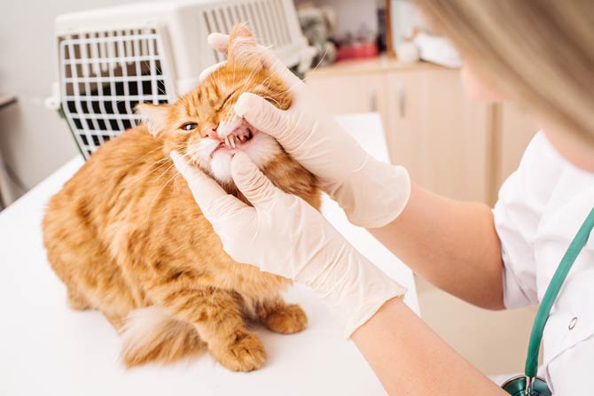 FORL ist die am häufigsten auftretende Zahnerkrankung bei Katzen