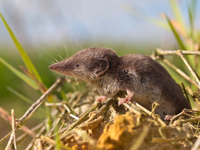 Feldspitzmaus als Hauptwirt für das Bornavirus