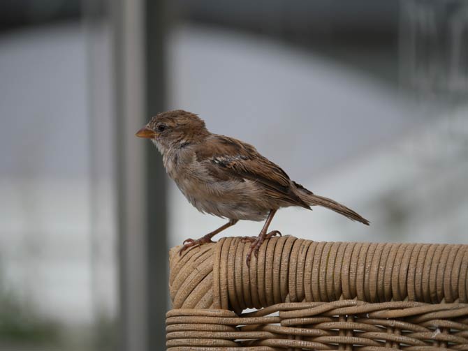 Fensterscheiben Killer für Insekten und Vögel