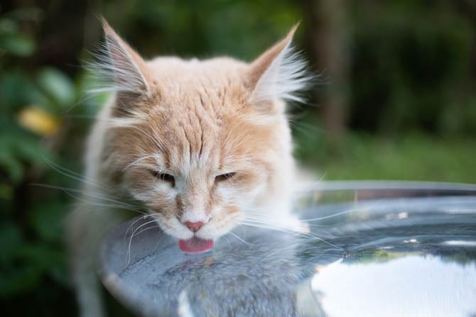Flüssigkeitszufuhr bei Katzen