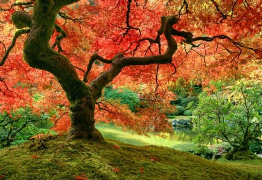 Gartenbäume für den Wow-Effekt im Herbst