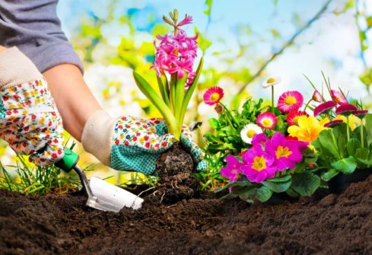 Gartengestaltung im Frühling