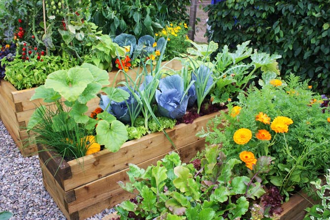 Gemüseanbau im Garten